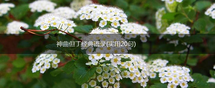 神曲但丁经典语录(实用20句),第1张