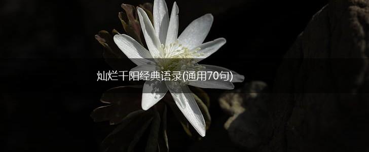 灿烂千阳经典语录(通用70句),第1张