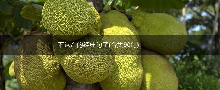 不认命的经典句子(合集90句),第1张