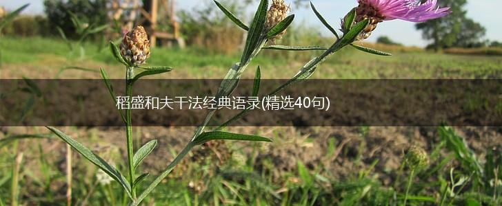 稻盛和夫干法经典语录(精选40句),第1张