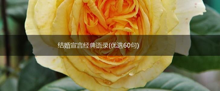 结婚宣言经典语录(优选60句),第1张