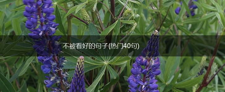 不被看好的句子(热门40句),第1张