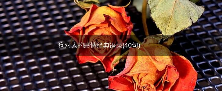 狗对人的感情经典语录(40句),第1张