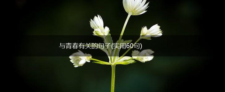 与青春有关的句子(实用60句),第1张