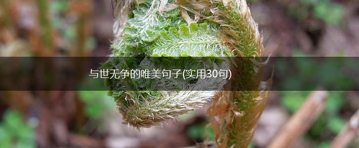 与世无争的唯美句子(实用30句),第1张