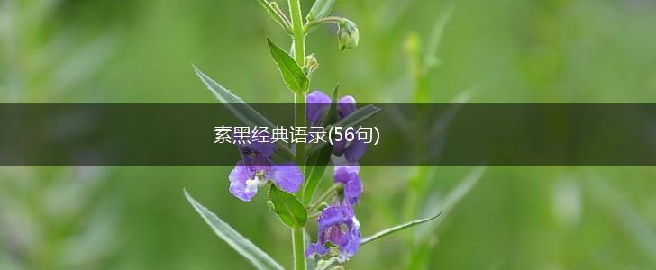 素黑经典语录(56句),第1张