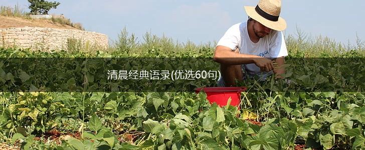 清晨经典语录(优选60句),第1张