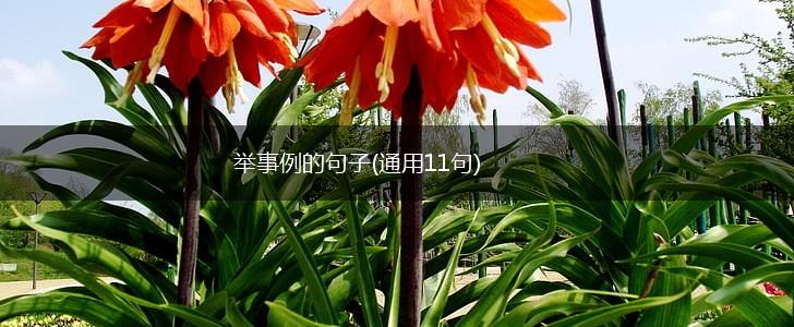 举事例的句子(通用11句),第1张