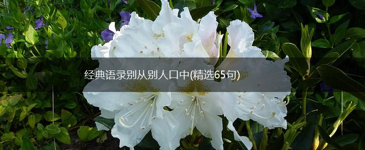 经典语录别从别人口中(精选65句),第1张