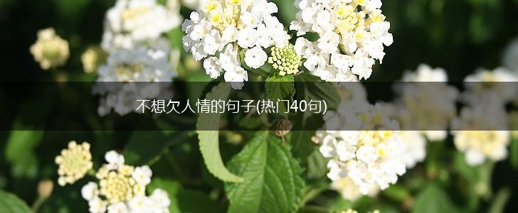 不想欠人情的句子(热门40句),第1张