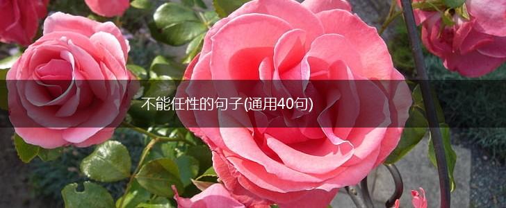 不能任性的句子(通用40句),第1张