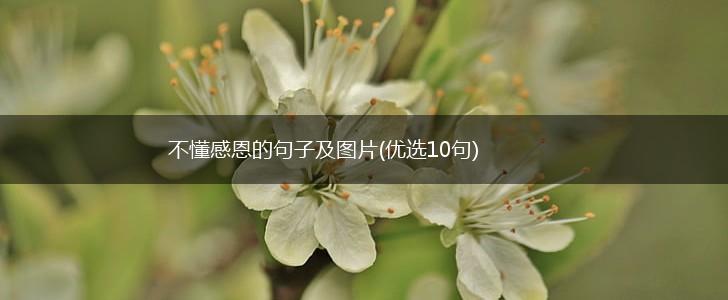 不懂感恩的句子及图片(优选10句),第1张