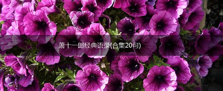 萧十一郎经典语录(合集20句),第1张