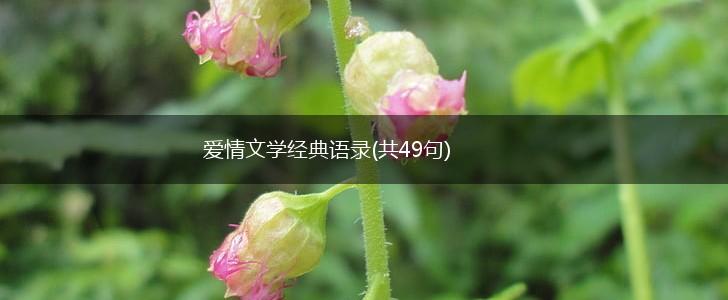 爱情文学经典语录(共49句),第1张