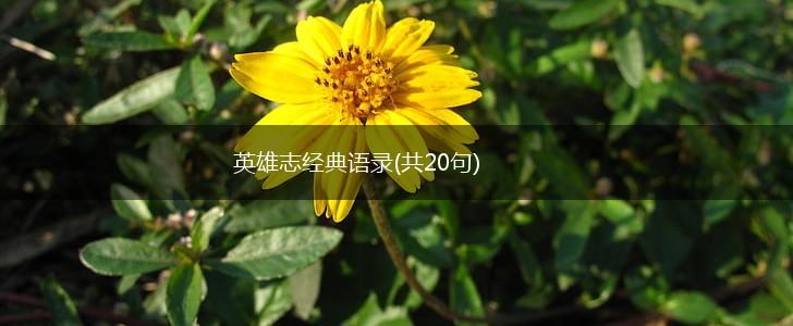 英雄志经典语录(共20句),第1张