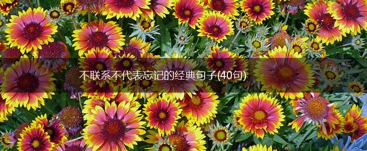 不联系不代表忘记的经典句子(40句),第1张