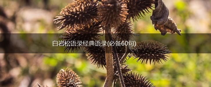 白岩松语录经典语录(必备60句),第1张