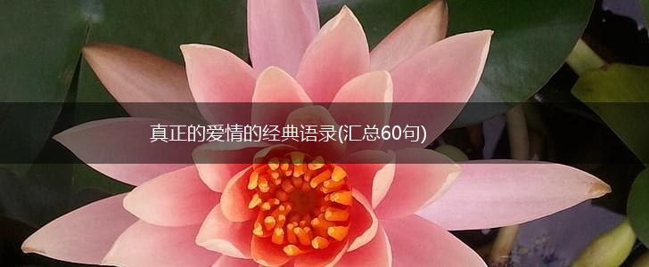 真正的爱情的经典语录(汇总60句),第1张