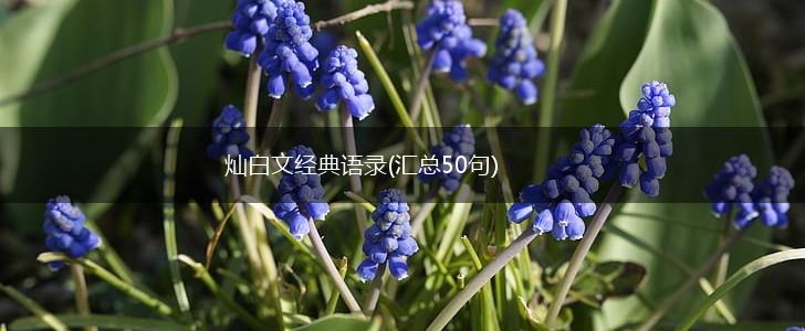 灿白文经典语录(汇总50句),第1张