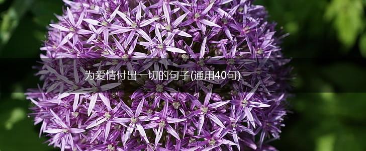 为爱情付出一切的句子(通用40句),第1张