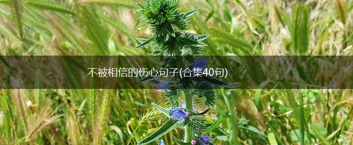 不被相信的伤心句子(合集40句),第1张