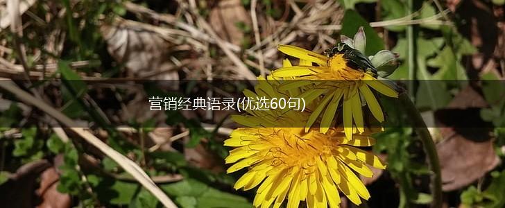 营销经典语录(优选60句),第1张