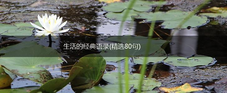 生活的经典语录(精选80句),第1张
