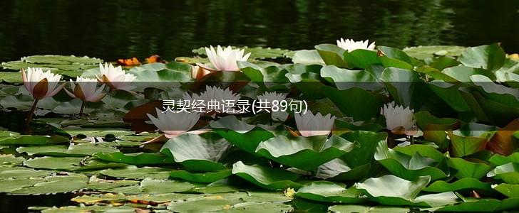 灵契经典语录(共89句),第1张