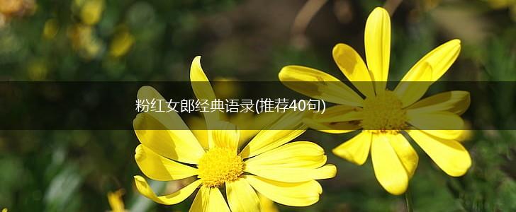 粉红女郎经典语录(推荐40句),第1张 粉红女郎经典语录(推荐40句),第1张