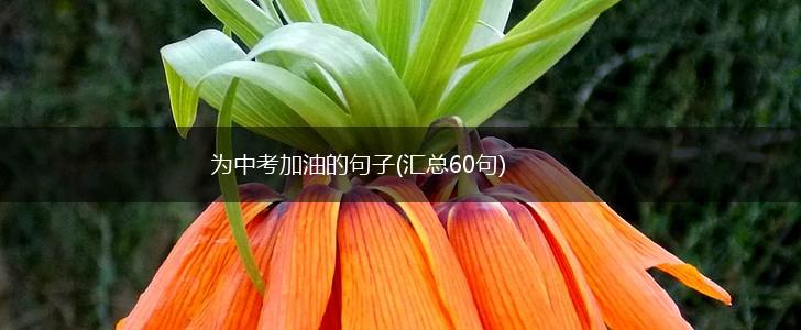 为中考加油的句子(汇总60句),第1张