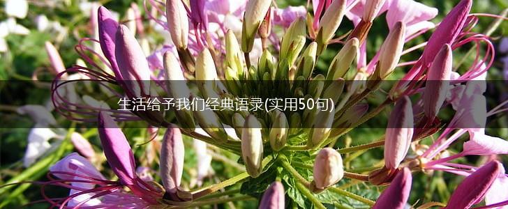 生活给予我们经典语录(实用50句),第1张 生活给予我们经典语录(实用50句),第1张