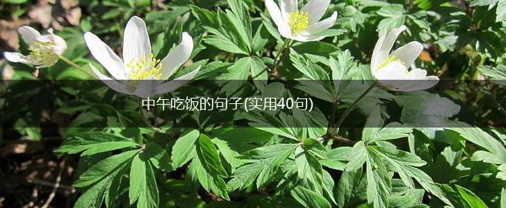 中午吃饭的句子(实用40句),第1张