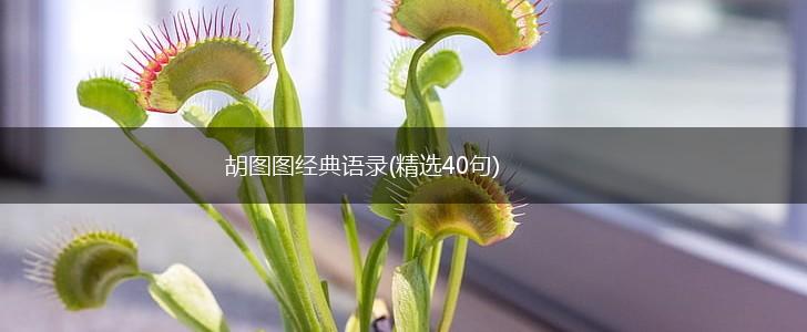 胡图图经典语录(精选40句),第1张