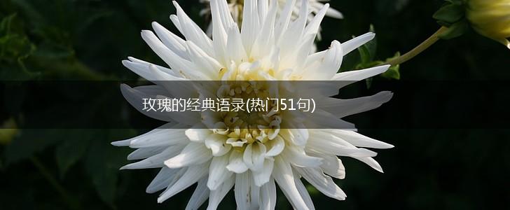 玫瑰的经典语录(热门51句),第1张