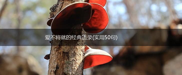 爱不将就的经典语录(实用50句),第1张