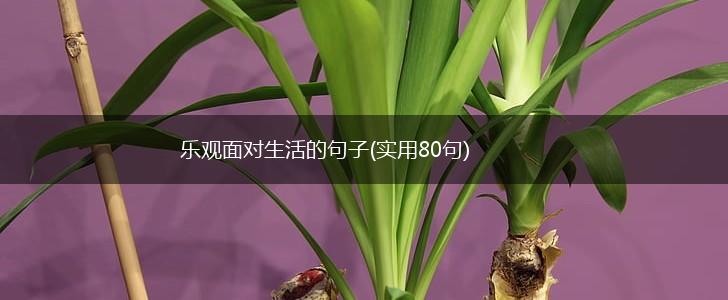 乐观面对生活的句子(实用80句),第1张