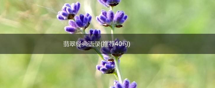 翡翠经典语录(推荐40句),第1张