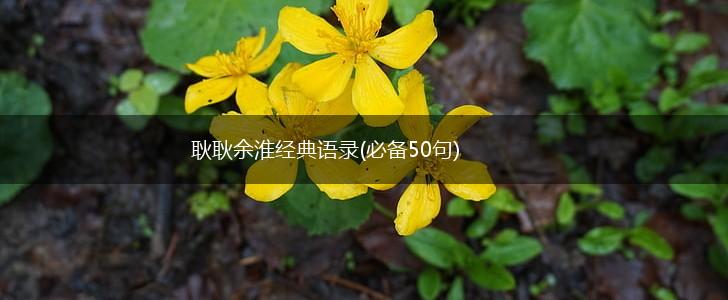 耿耿余淮经典语录(必备50句),第1张