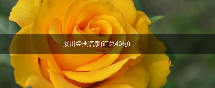 紫川经典语录(汇总40句),第1张