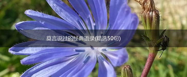 莫言说过的经典语录(精选50句),第1张 莫言说过的经典语录(精选50句),第1张