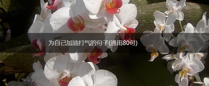 为自己加油打气的句子(通用80句),第1张