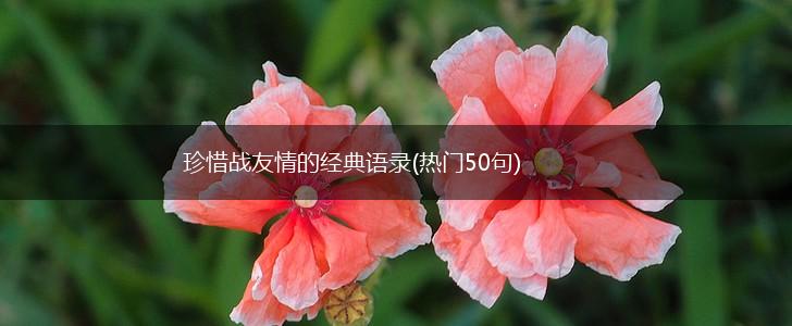 珍惜战友情的经典语录(热门50句),第1张