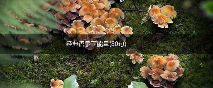 经典语录正能量(80句),第1张
