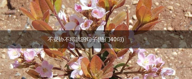 不妥协不将就的句子(热门40句),第1张