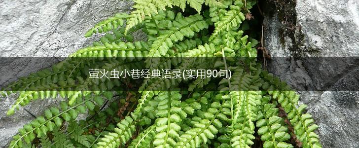 萤火虫小巷经典语录(实用90句),第1张