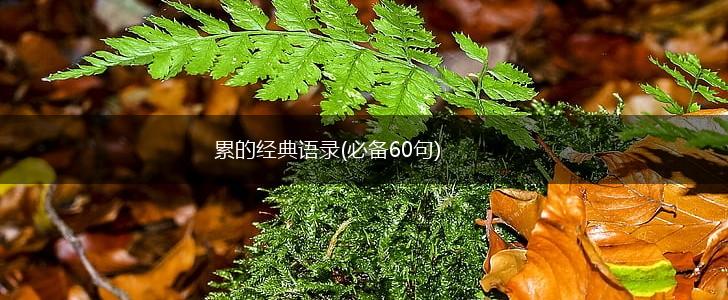 累的经典语录(必备60句),第1张