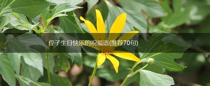 侄子生日快乐的祝福语(推荐70句),第1张