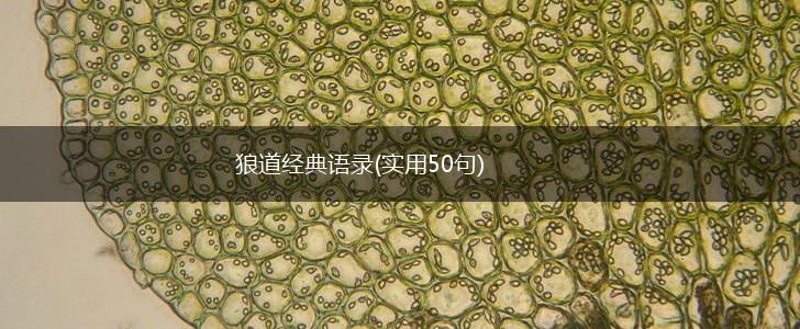 狼道经典语录(实用50句),第1张