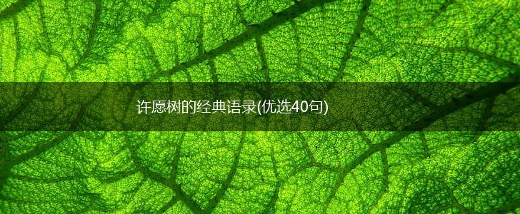 许愿树的经典语录(优选40句),第1张