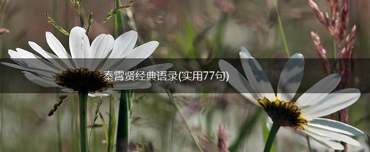 秦霄贤经典语录(实用77句),第1张